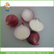 Fresh Onion En Almacenamiento Frio Para La Venta